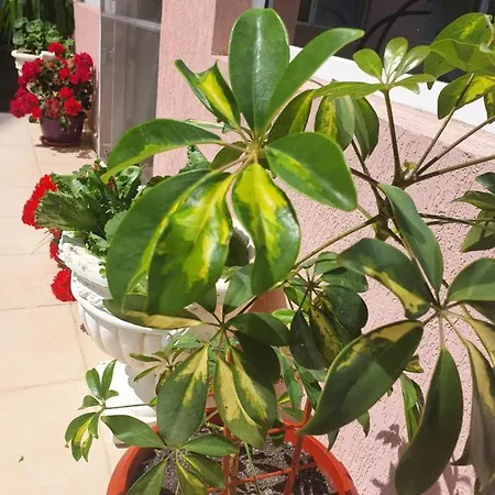 Vendégház La Fery Din Costinești