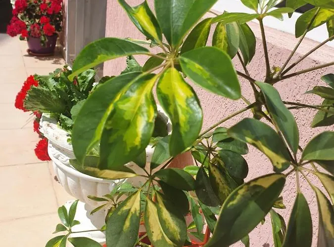 Konukevi La Fery Din Costinești